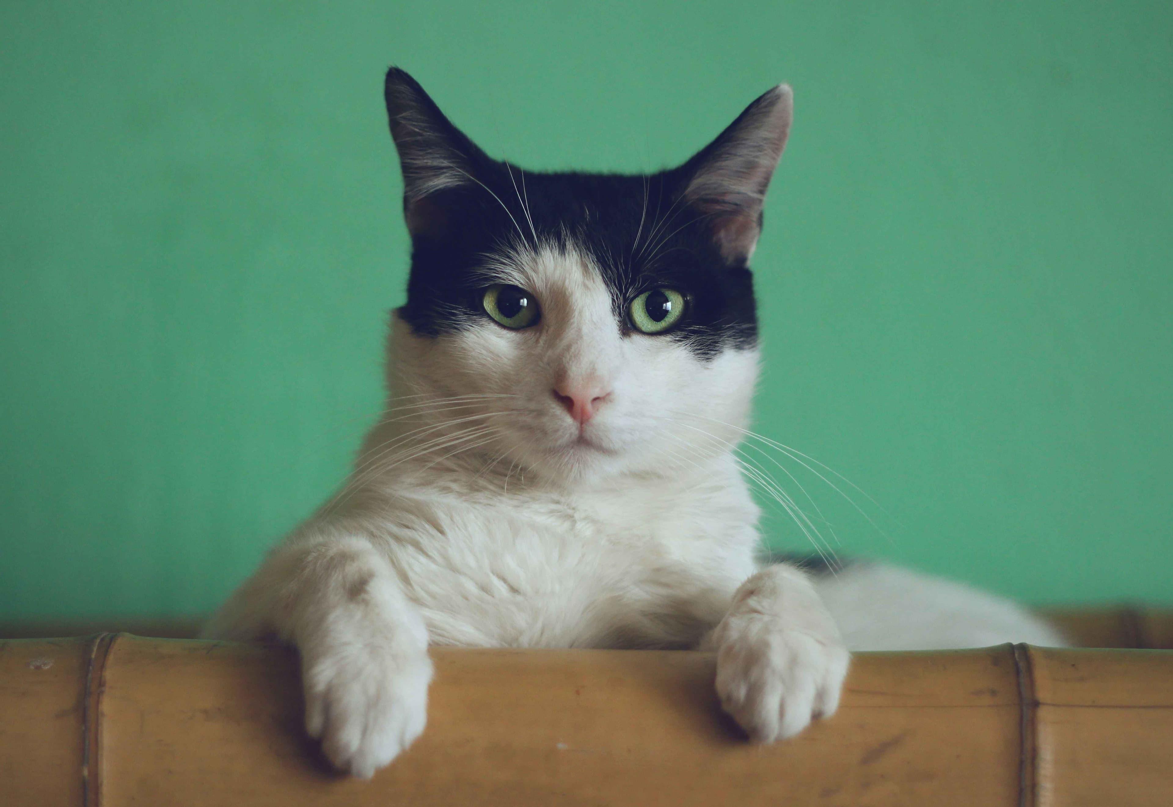 Cat photo thumbnail