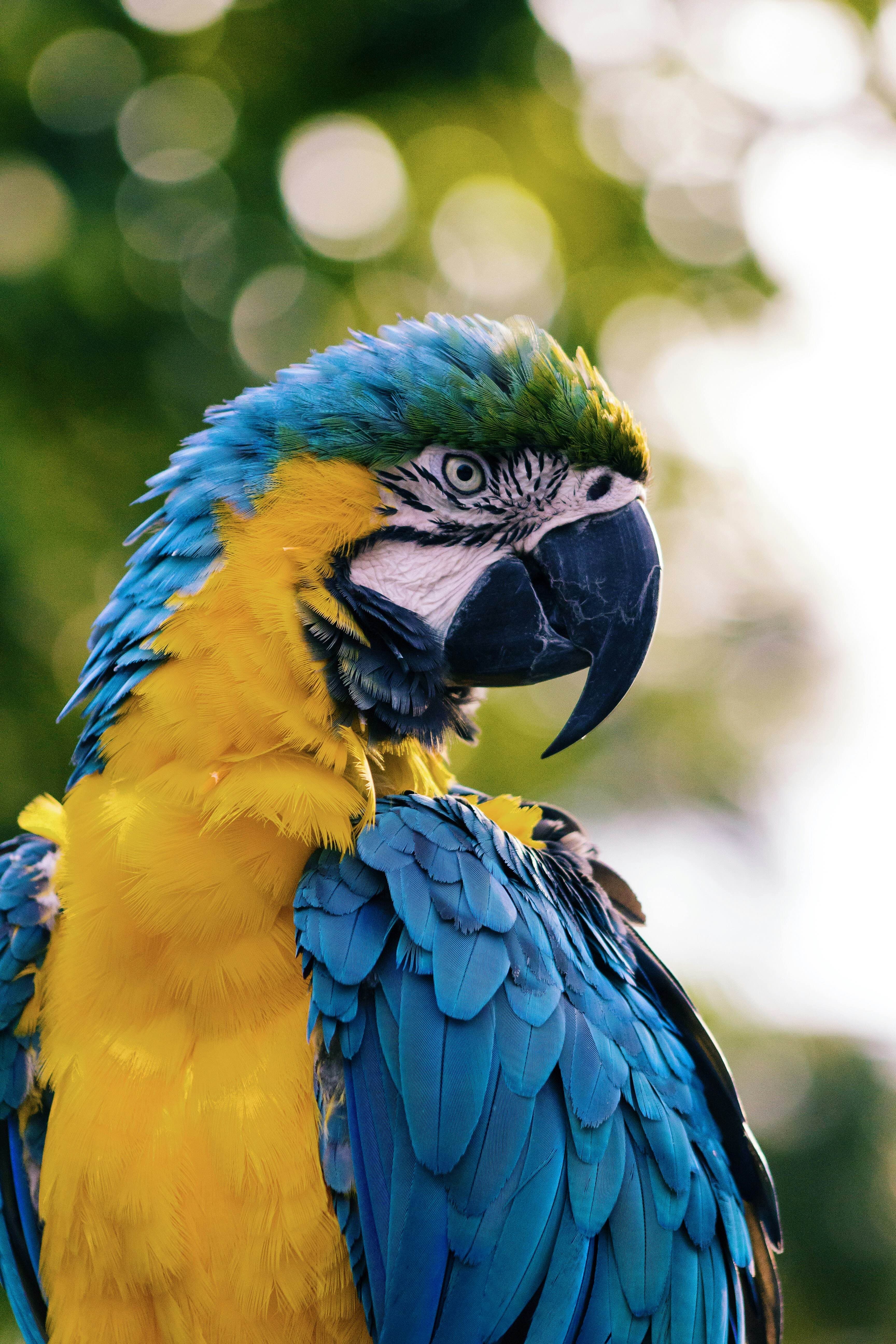 Blue and yellow parrot ready for AI pet classification